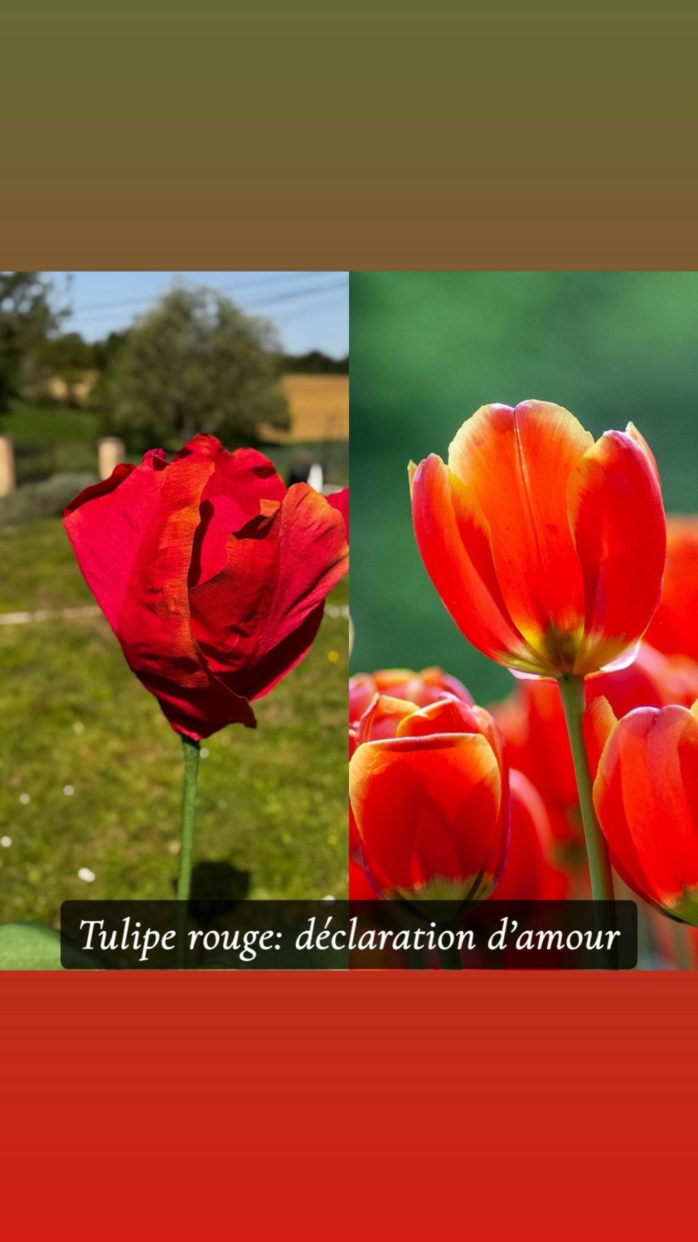 Réalisation florale 18